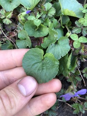 Viola sororia