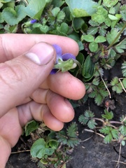 Viola sororia