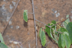 Camponotus barbaricus