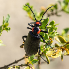 Lytta cribrata