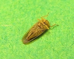 Macrosteles lepidus