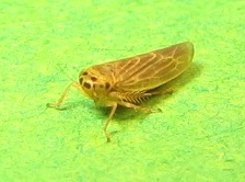Macrosteles lepidus