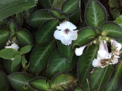 Episcia fimbriata