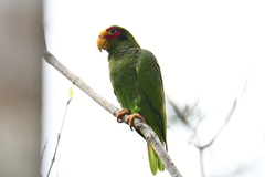 Amazona xantholora