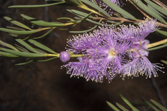 Melaleuca radula