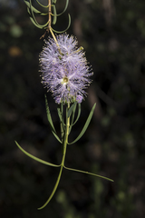 Melaleuca radula