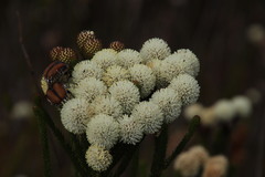 Trichostetha signata