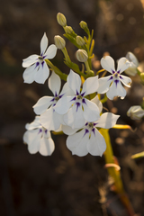 Isotoma hypocrateriformis