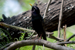 Sturnus vulgaris