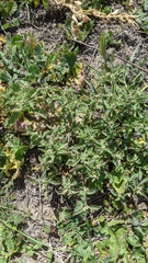 Atriplex suberecta