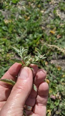 Atriplex suberecta
