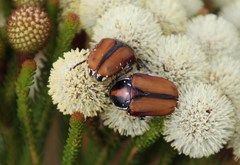 Trichostetha signata
