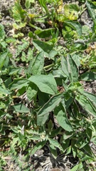 Atriplex suberecta
