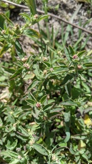 Atriplex suberecta