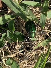 Anomala octiescostata