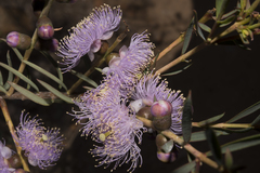 Melaleuca radula
