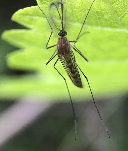 White-dotted Mosquito photo 4