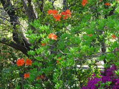 Rhododendron japonicum