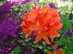 Rhododendron japonicum