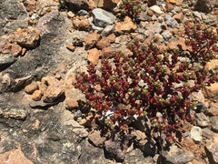 Sedum vinicolor