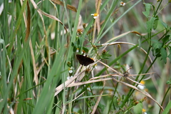 Nisoniades bromias