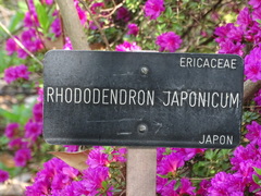 Rhododendron japonicum