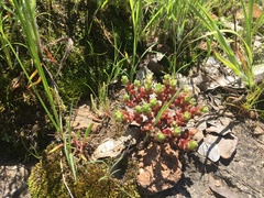Sedum vinicolor