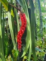 Anthurium gracile