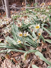 Tulipa bifloriformis