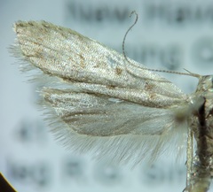 Dichomeris punctidiscellus
