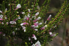 Erica perspicua perspicua