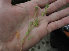 Polemonium micranthum