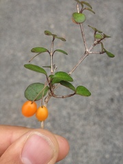 Neomyrtus pedunculata