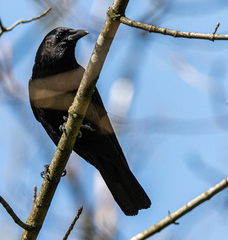 Corvus brachyrhynchos caurinus