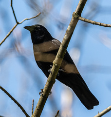 Corvus brachyrhynchos caurinus