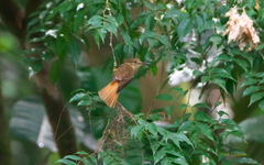Onychorhynchus coronatus