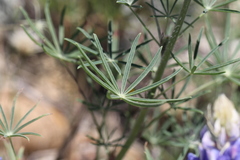 Lupinus benthamii