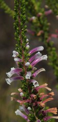Erica perspicua perspicua