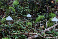 Entoloma hochstetteri