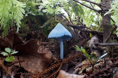 Entoloma hochstetteri