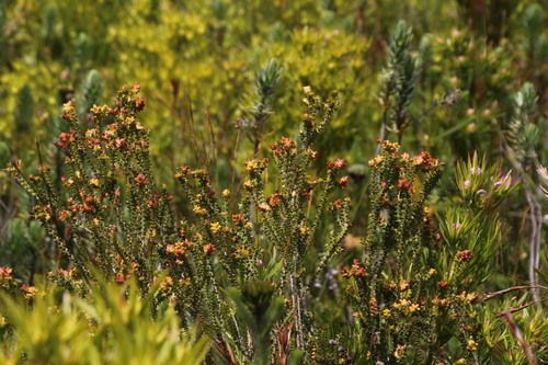 Penaea cneorum (Penaea cneorum)