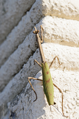 Pseudovates iheringi