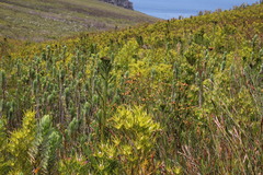 Penaea cneorum cneorum