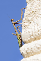 Pseudovates iheringi