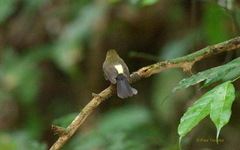 Myiobius sulphureipygius
