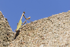 Pseudovates iheringi