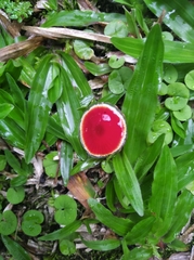 Gliophorus
