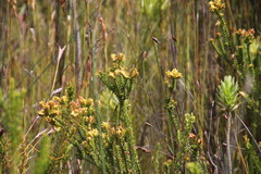 Penaea cneorum cneorum