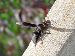 Parachartergus fraternus