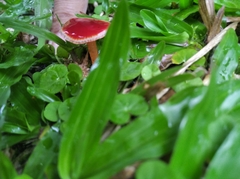 Gliophorus